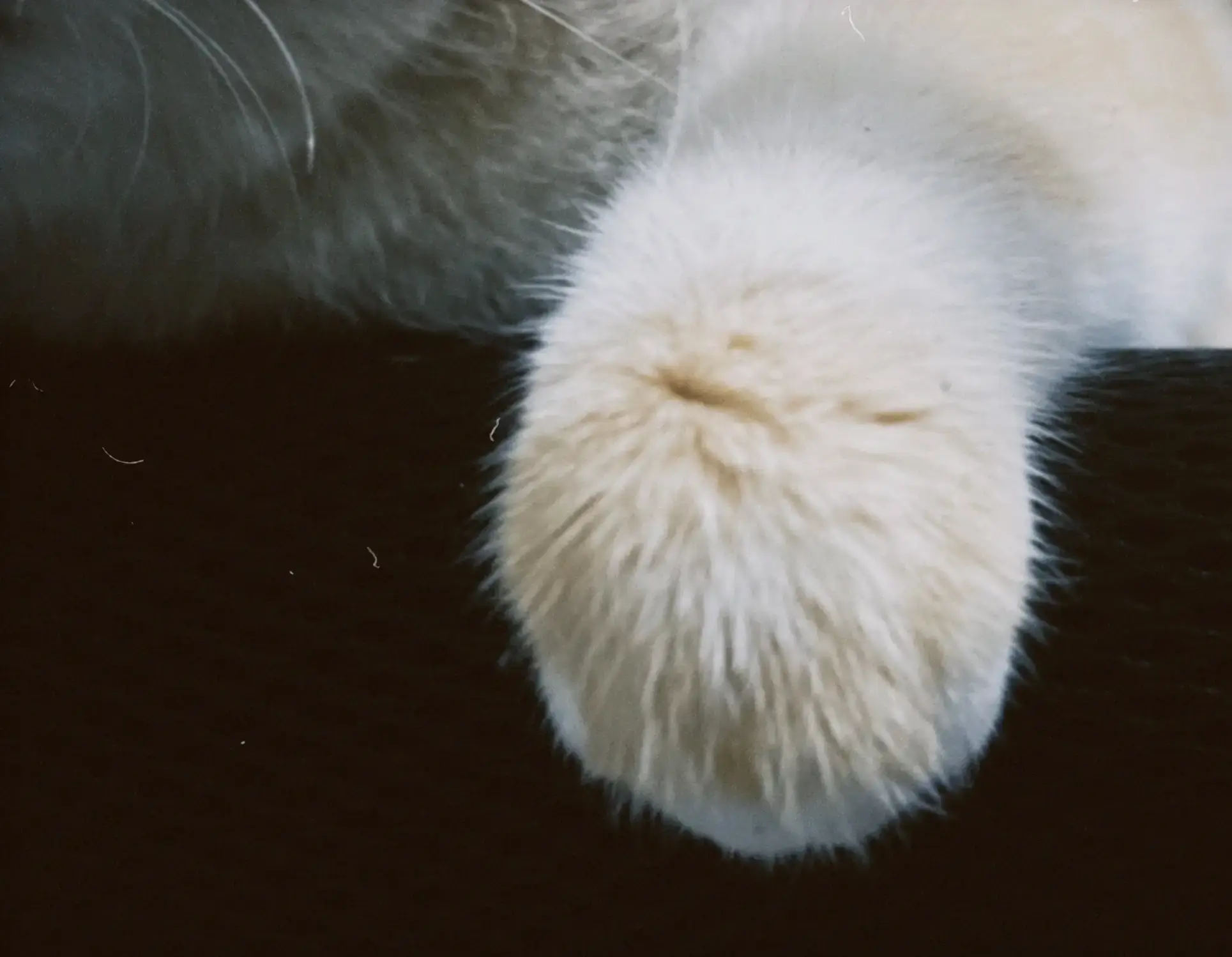 Cute cats at friend's house