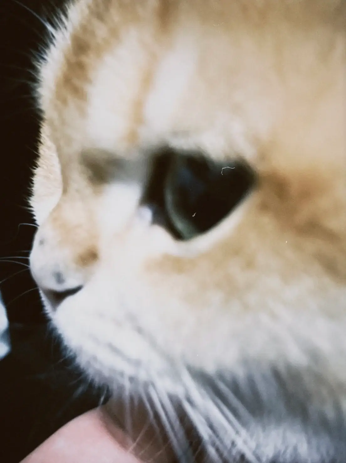 Cute cats at friend's house